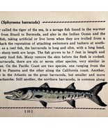 Barracuda 1939 Salt Water Fish Gordon Ertz Color Plate Print Antique PCBG19 - $552.13 MXN