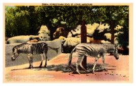Zebras at Forest Park Zoo St Louis Missouri Linen White Border Postcard - £3.13 GBP