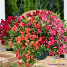 1000 Candy Showers Mix Snapdragon Seeds For Gardening USA SELLER - $12.96