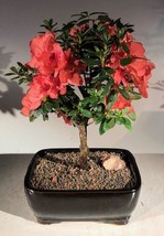 Flowering Tropical Duc De Rohan Azalea Bonsai Tree   (southern indica)  - £39.50 GBP
