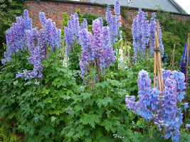 25 Delphinium- Pacific Giant Series Summer Skies Variety Sturdy Stems 3 Inch F F - £16.34 GBP