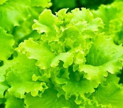 Lettuce High Yield Heirloom Black ed Simpson Seeds for Garden - £2.99 GBP