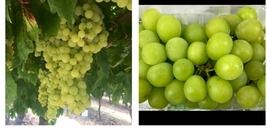 Diamond Muscat grape cuttings 5pcs  Yard, Garden &amp; Outdoor Living - £41.50 GBP