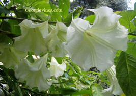 Brugmansia Betty Marshall Angel Trumpet 8 Seeds Gardening Beautiful USA SHIPPING - $21.02