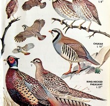 Partridge Pheasant &amp; Bobwhite Varieties 1966 Color Bird Art Print Nature... - £15.92 GBP