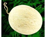 Branco Do Ribatej Melon Seeds  Non Gmo 20 Seeds Heirloom Melon Fast Ship... - $8.99