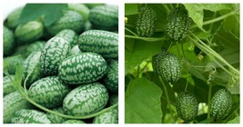 75 Seeds Mexican Sour Gherkin Cucumber Seeds Fresh Garden Seeds FREE SHIP - £21.62 GBP