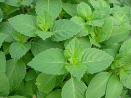 Simple Pack 1000 seed Herb Holy Basil - £6.28 GBP