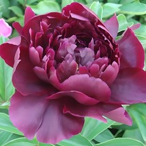 &#39;Hei Qishi&#39; Series Peony 20 Seeds - Large Double Blooms with Deep Red-Black Hues - £9.41 GBP
