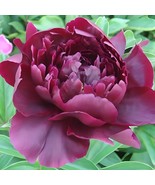 &#39;Hei Qishi&#39; Series Peony 20 Seeds - Large Double Blooms with Deep Red-Bl... - £8.95 GBP