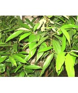 15 Cinnamomum tamala Seeds, Indian bay leaf Seeds, Tejpata Seeds For Ger... - €6,13 EUR