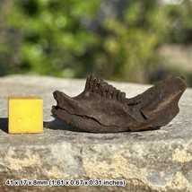 Muskrat Jaw Fossil with Teeth (Ondatra zibethicus) | Pleistocene Era | G... - $43.75