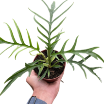 Philodendron 'Tortum'-4" Pot - $1,754.13 MXN