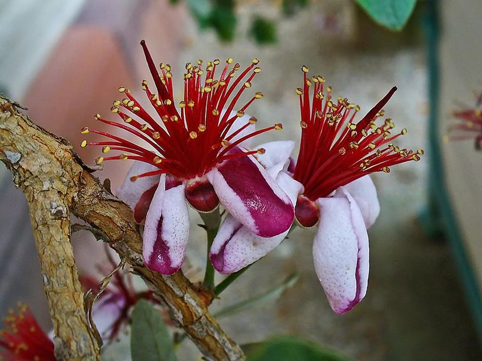 FEJOA Pineapple Guava Silver Leafed Ornamental - £30.91 GBP