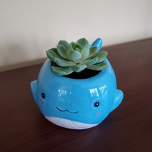 Happy Whale Planter with Live Succulent, 6" Blue Ceramic Animal Pot, Echeveria