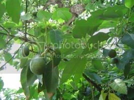 SEPTH Avocado Fruit 1 Gallon Pot Hass Avocado Bacon Organic Fruit Tree L... - $29.99