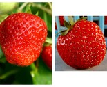 100 Seeds Super Giant Strawberry Fruit Garden - £27.47 GBP