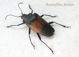 Green Longhorn Charmallaspis Pulcherrima RARE Beetle Framed Entomology Shadowbox - $109.99