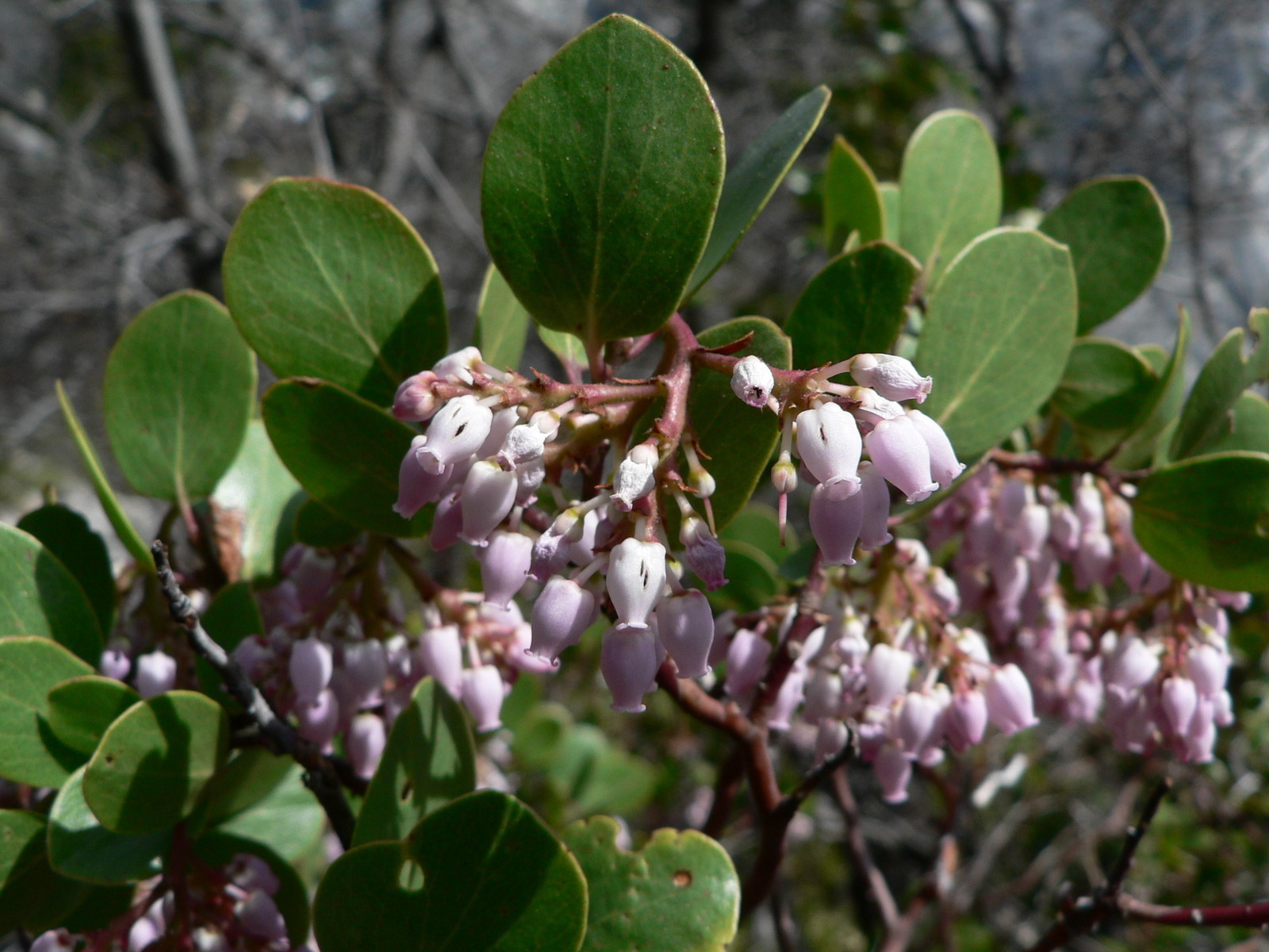 Arctostaphyllos Patula Manzanita 5 seeds Fresh Gardening - $17.96