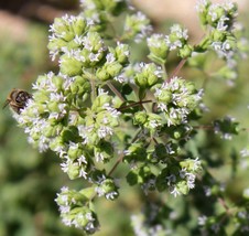 Wild West Organics Greek Organic Oregano - £5.54 GBP