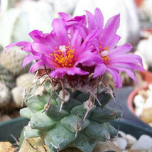 Turbinicarpus alonsoi flowering cacti rare flower collector cactus seed 20 SEEDS - £7.02 GBP