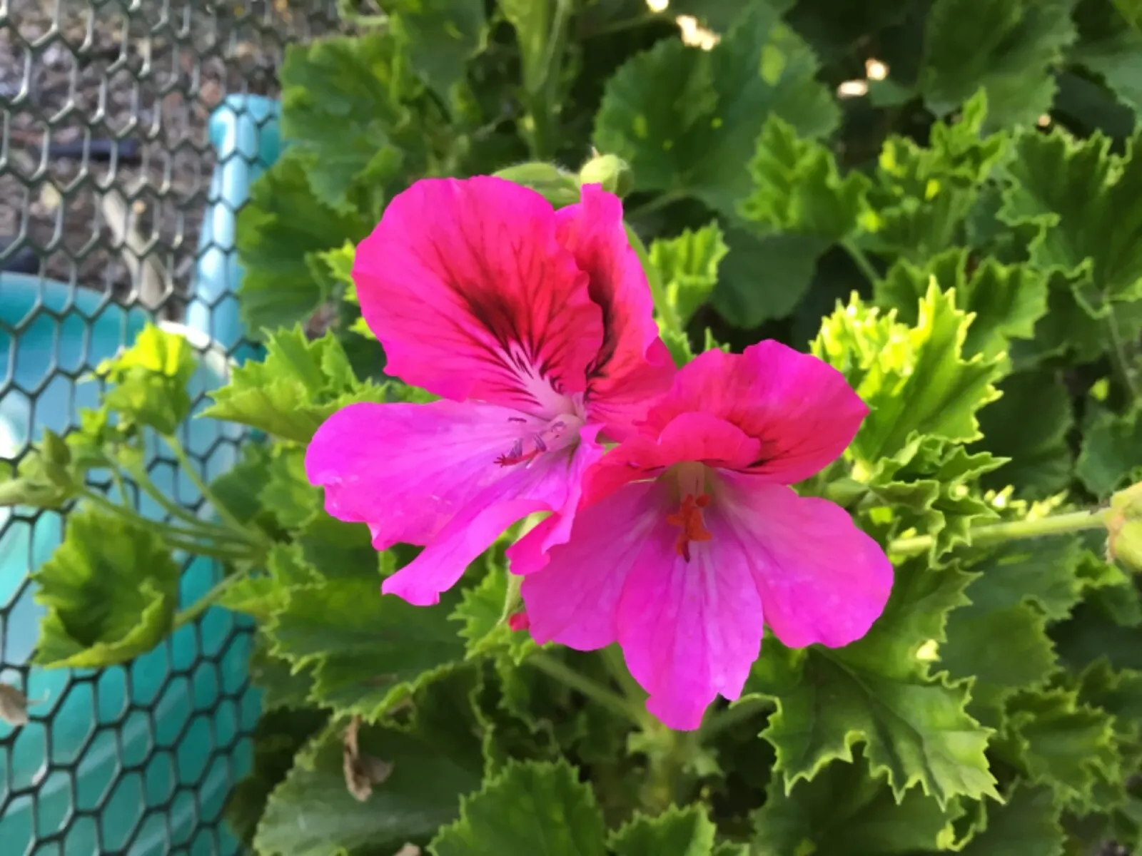 Martha Washington 6 Geranium Cuttings Pelargonium Organic Rose Pink Fresh Garden - £23.56 GBP