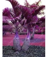 SL Japan Bottle Palm Tree - $4.14