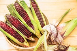 AW 35 Bloody Butcher Red Corn Edible &amp; Ornamental Heirloom Zea Mays Seed... - $10.69