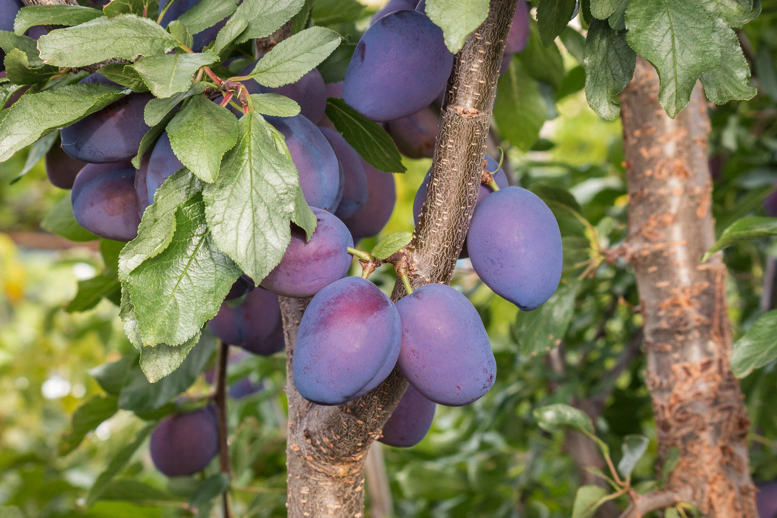Black Plum Prunus 'Lydecker' Fruit Seeds, Big Sweet Little Sour Fruits High Yiel