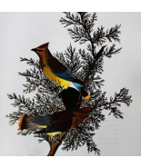 1979 Cedar Waxwing Color Plate Print Audubon Birds Of America Vintage Ar... - $49.03 CAD