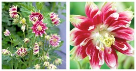 240 Seeds Columbine Nora Barlow Perennial Free Shipping - £15.94 GBP