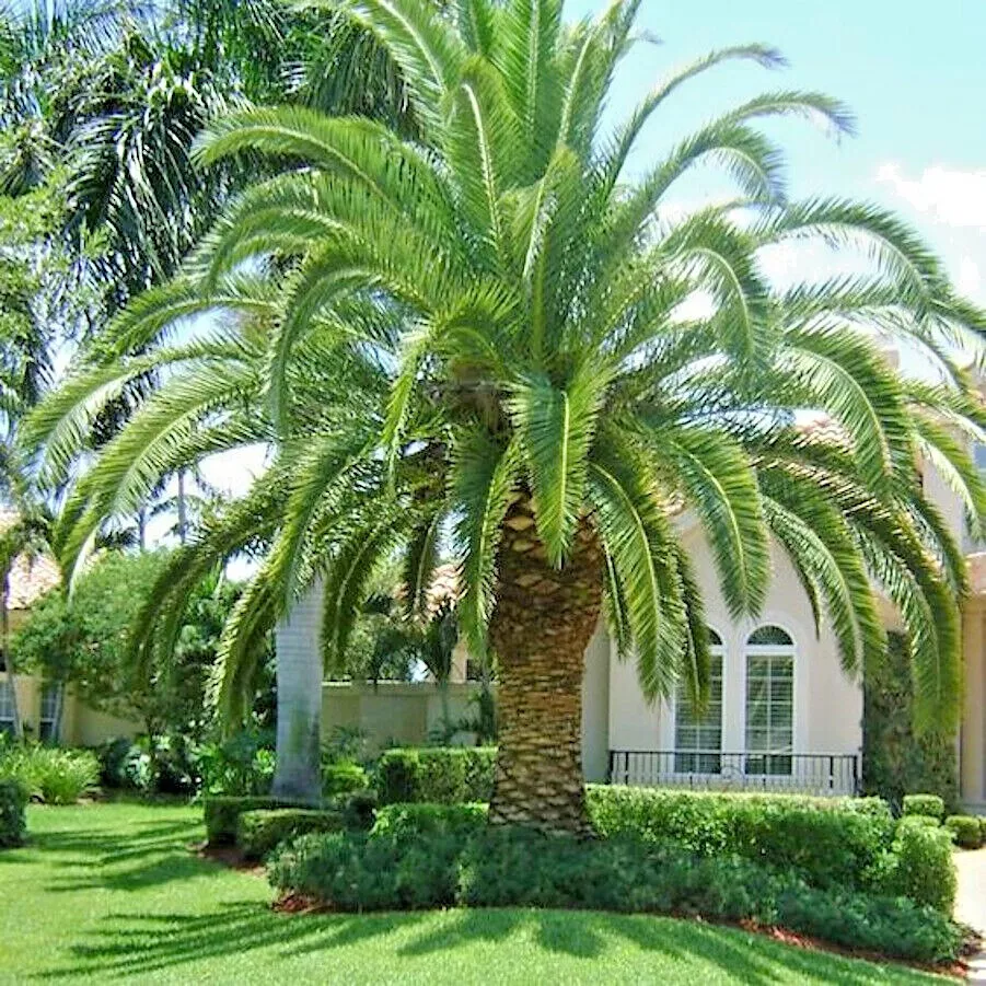 fresh 10 CANARY ISLAND DATE PALM Tree Seeds