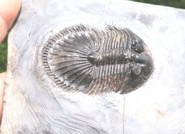 Item image 15