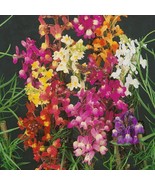 Toadflax, Baby Snapdragon 1000 Seeds Free Shipping - $76.02 MXN