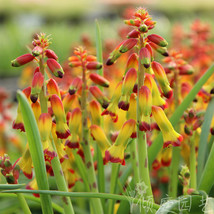 US Seller Lachenalia Aloides Var Quadricolor Pack Of 2 Bulbs Fast Shipping - £13.48 GBP