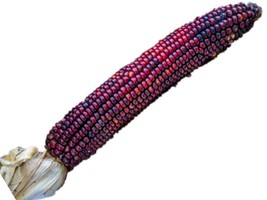 Bloody Butcher Ornamental Corn Seeds - £7.06 GBP