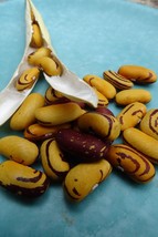 Tiger&#39;s Eye Bean - wonderful cooking bean and hugely productive - $5.50