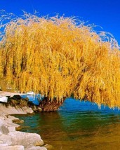 5 Yellow Willow Seeds Tree Weeping Flower Giant Flowers Seed 115 Fresh USA Fast  - $12.49