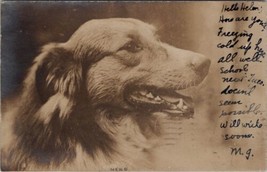 RPPC Collie Type Dog Nero Side Profile 1906 to Hampton VA Postcard B29 - £21.46 GBP
