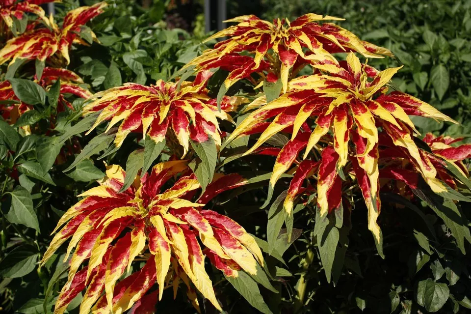 120 Seeds Amaranthus Tricolor Splendens Perfecta Fast Annual Flower - £7.84 GBP