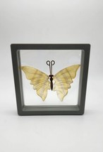 Yellow Flourite Mini Butterfly Wings, Hand Carved Wings, Floating Frame  - £22.40 GBP