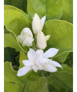 Jasmine Sambac &quot;Belle of India&quot; - $927.49 MXN
