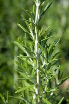 Barbecue Rosemary Plant Quart Pot - €28,21 EUR