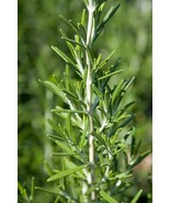 Barbecue Rosemary Plant Quart Pot - $31.99