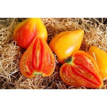 ArfanJaya 30 Orange Oxheart Tomato Seeds Heirloom Organic Fresh  - £7.36 GBP