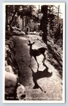 Postcard RPPC Real Photo Deer Visitor Oregon Caves Chateau OR - £5.71 GBP