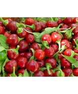 KKG Red Cherry Hot Cherry Bombs Pimenta Fresh Garden - €6,75 EUR