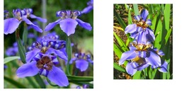 12+” Tall 3 Iris Neomarica Caerulea Blue Giant Apostle’s Walking Plant - $46.99