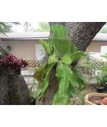 Live Plant Platycerium Elephantotis Elephant Staghorn Fern Outdoor Garden - $63.80