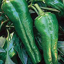 USA Seller Relleno Hot Peppers Seeds Fast Shipping - £9.56 GBP